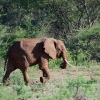 Elefant im Tsavo Nationalpark
