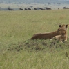 Löwen auf einer Safari zu beobachten ist ein echtes Erlebnis