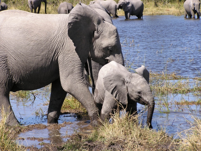 Elefant mit Kalb - Namibia - 