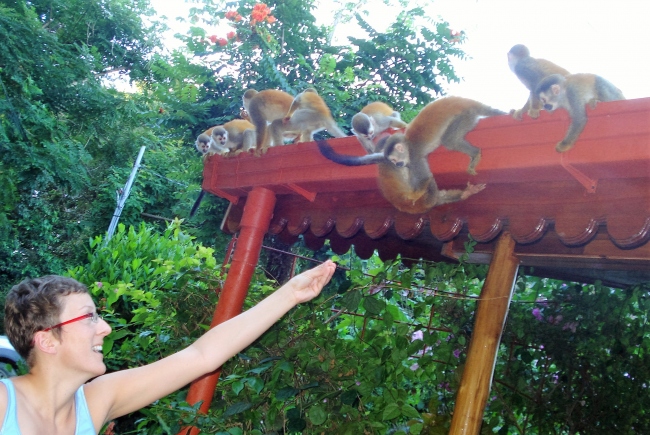Besuch der Affenbande - Costa Rica - 
