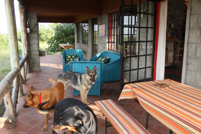 Unsere Veranda und unsere gastfreundlichen Hunde - Kenia - 