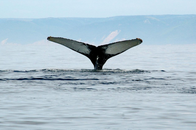 Die Atlantikküste ist kaum eine Stunde entfernt - Whalewatching ist hier die Attraktion - Kanada - 