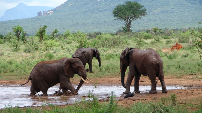 Kasigau Wildlife Corridor 500 Elefanten leben hier