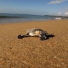 Meeresschildkröten-Schutzprogramm: Friends of Maziwe