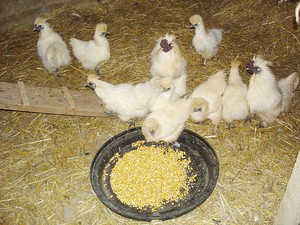 Hofbewohner: Hühner, Hunde, Kaninchen, Katzen, Zwergziegen, Schafe.. - Frankreich - 