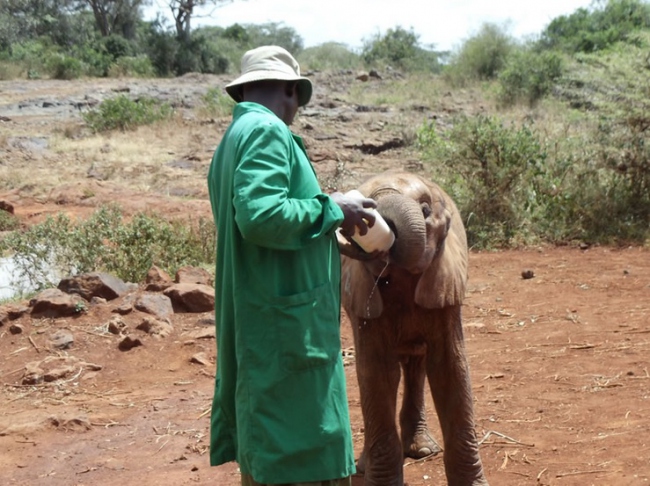 Besuch beim Elefantenwaisenhaus in Nairobi - Kenia - 