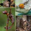 Auf Madagaskar haben sich Jahrtausende lang unabhängig vom Rest der Welt unzählige edemische Tierarten entwickelt 