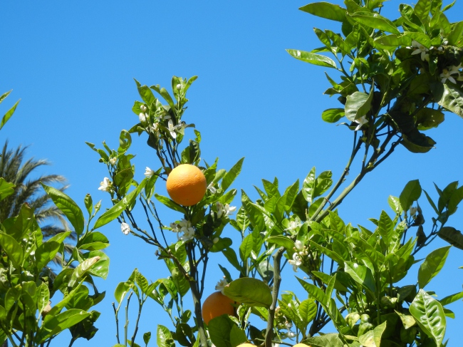Orangenzeit, im Tal von Soller - Spanien - 