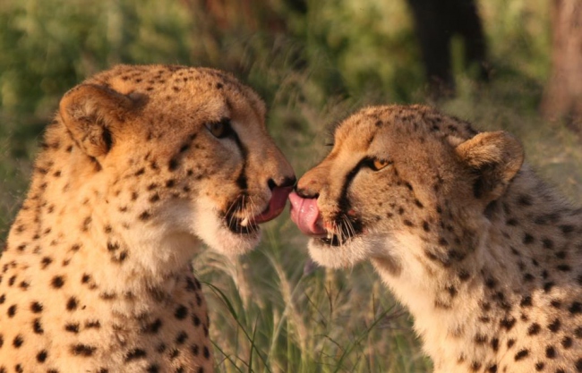 Leoparden-Liebe? - Namibia - 