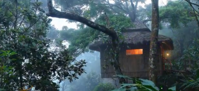 Übernachten im Baumhaus mitten im Dschungel - Indien - 