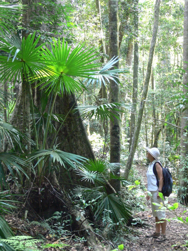 Baumriesen im tropischen Regenwald - Australien - 