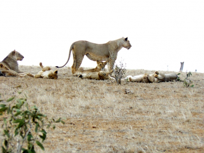 Löwenfamilie - gesichtet auf einer Safari im Tsavo Ost Nationalpark - Kenia - 