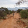 Giraffen im Tsavo West Nationalpark