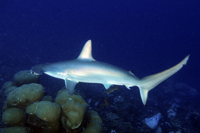Hammerhaie sind bei uns keine Seltenheit - Indonesien - 