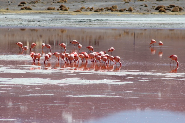 Laguna Colorada - Die Flamingos lieben die roten Algen im See und nehmen die Farbe an  - Bolivien - 
