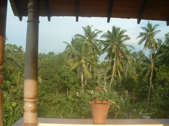 Durch die Palmen schimmert das Meer... - Sri Lanka - 
