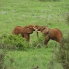 Afrikanische Elefanten leben im Tsavo Nationalpark