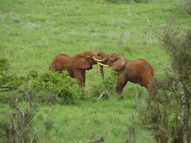 Afrikanische Elefanten leben im Tsavo Nationalpark - Kenia - 