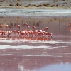 Laguna Colorada - Die Flamingos lieben die roten Algen im See und nehmen die Farbe an 