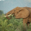 Elefantenbulle auf Safari in Samburu