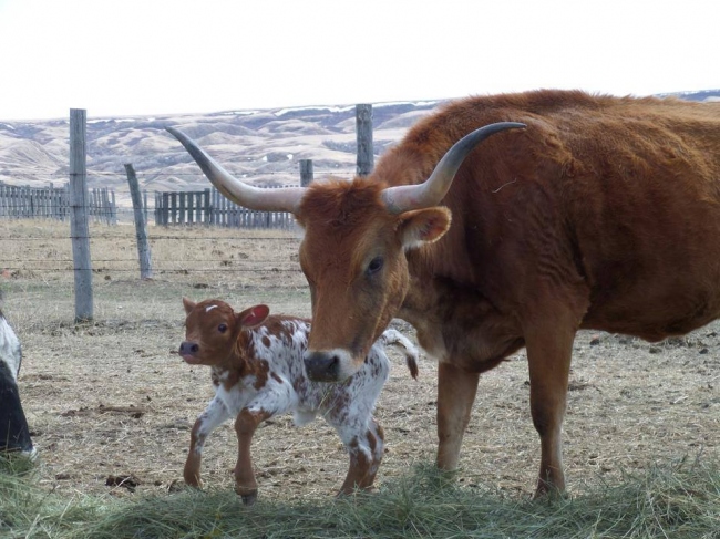 Texas Longhorn-Kalb eine Woche alt (jung)  - Kanada - 