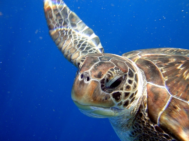 Unterwasserschildkröten sind um Khao Lak häufig zu finden - Thailand - 