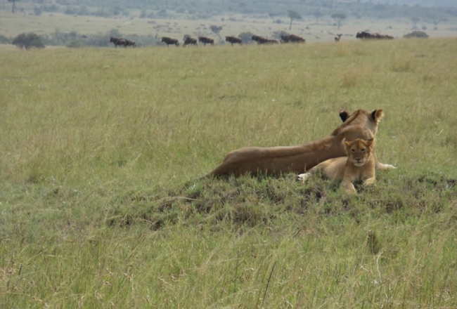 Löwen auf einer Safari zu beobachten ist ein echtes Erlebnis - Kenia - 