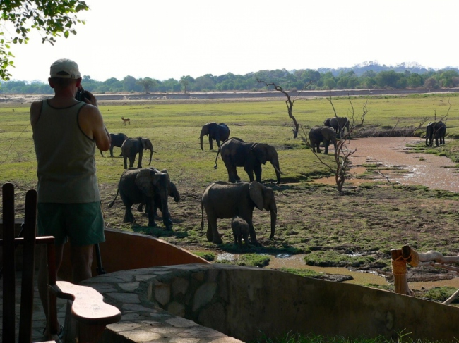 Kommen Sie den Tieren des Nationalparks ganz nah - Sambia - 