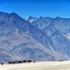 Die Sandwüste im Nubra Tal, Ladakh, Jammu & Kashmir
