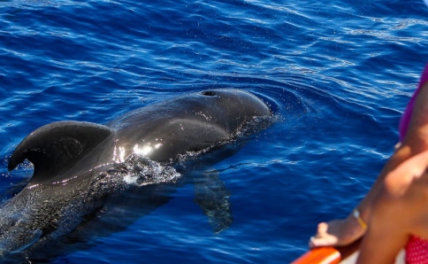 Whale Watching & Bootsausflüge auf La Gomera