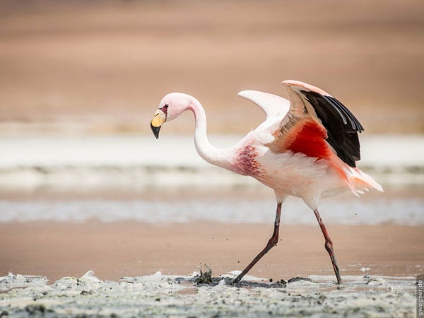 Flamingo im Naturreservat E. Avaroa - Bolivien - 