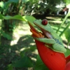 In unserem tropischen Garten werden Sie so einige exotische Tiere entdecken