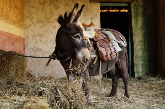 Unser Esel Julio begleitet gerne auf Entdeckungstouren - Frankreich - 