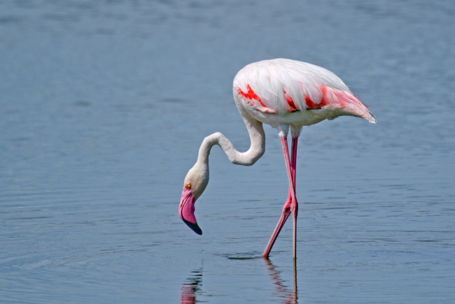 Flamingo am Wabi-Damm - faszinerende Tiere. - Namibia - 