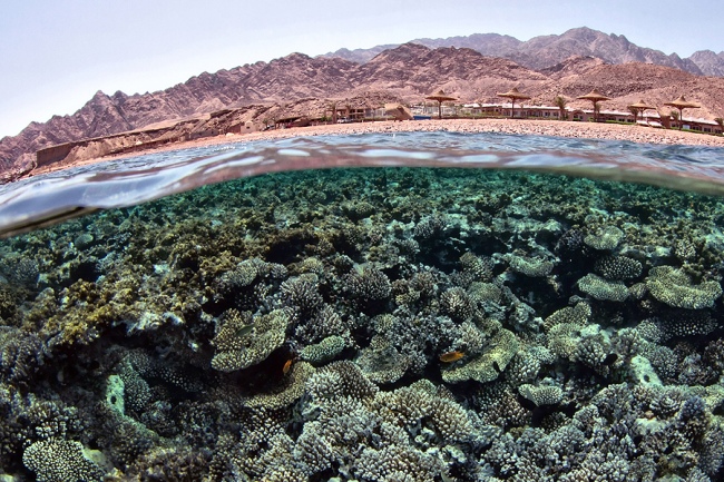 Eines der Korallenriffe in Dahab - Ägypten - 