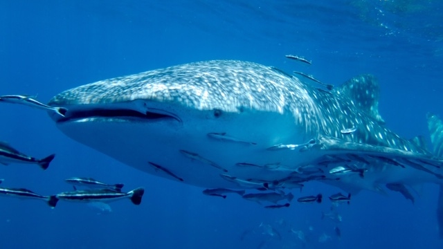Den Walhai sieht man öfters bei uns - Thailand - 