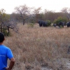 Elefanten im Saadani National Park - wir gehen mit Euch auf Safari