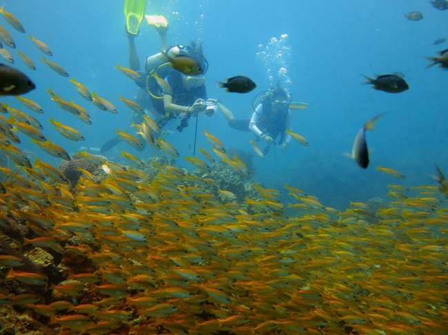 Die traumhafte Unterwasserwelt von Phuket - Thailand - 