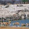 Etosha Nationalpark - Wildbeobachtungen an einer der Wildtränken