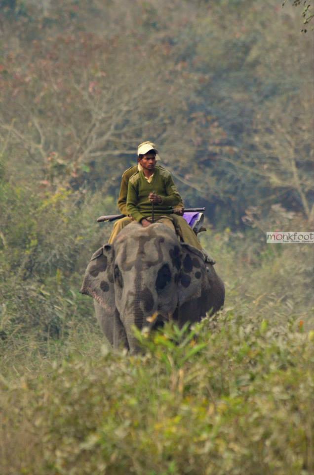 Elefanten Trekking - Indien - 