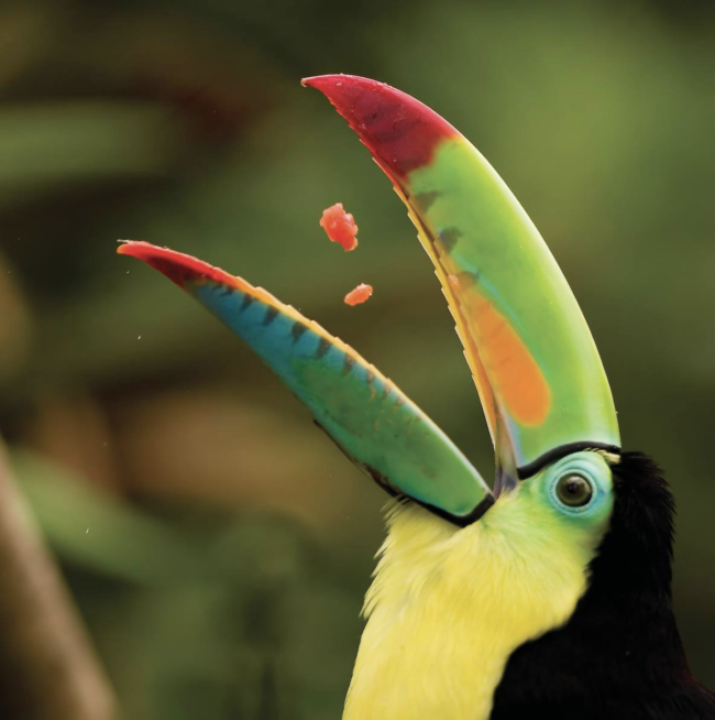 imposante Volgelarten können beobachtet werden - Costa Rica - 