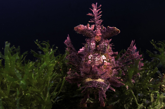 Hinreißende Unterwasserwelt - Indonesien - 