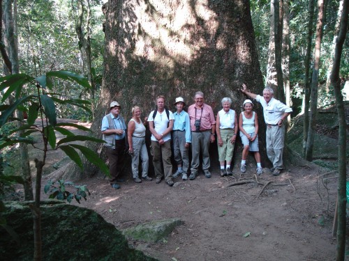 ca. 1000 Jahre alter Baum in der Nähe der Eco Lodge Itororó - Brasilien - 