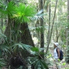 Baumriesen im tropischen Regenwald