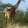 Netzgiraffe - Samburu Nationalreservat