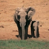 Auf den Reit-Safaris begegnen Ihnen Elefanten...