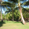 Unser Palmengarten