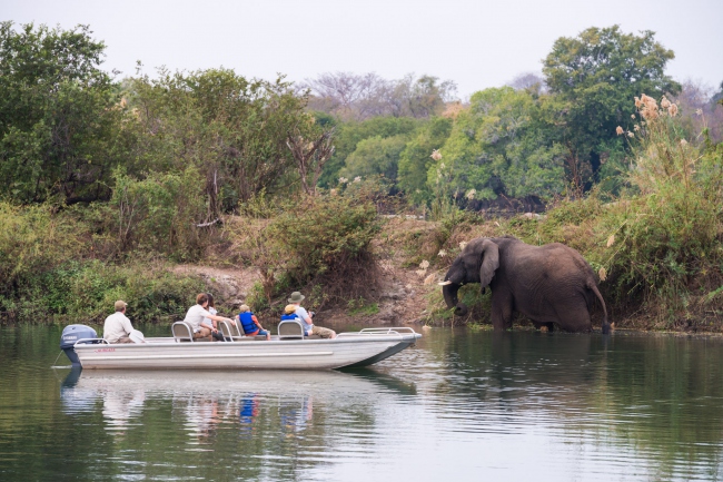 Elefanten hautnah erleben - Sambia - 