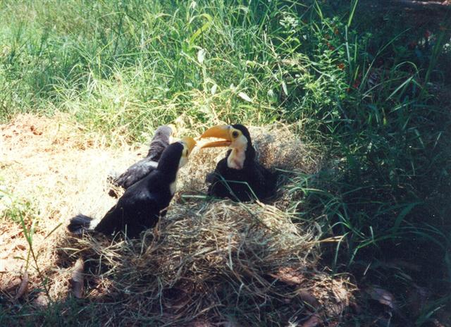 Einheimische Obstsorten - sind auch für einige Vogelarten ein guter Grund sich niederzulassen - Nachwuchs auf El Roble - Tukan-Kinder - Paraguay - 