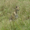 Der seltene Serval in der Maasai Mara